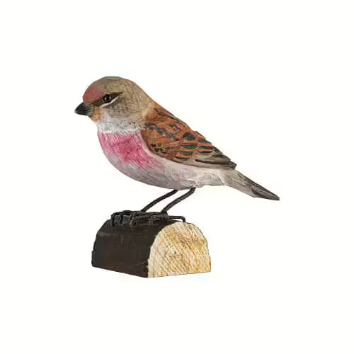 Common Linnet