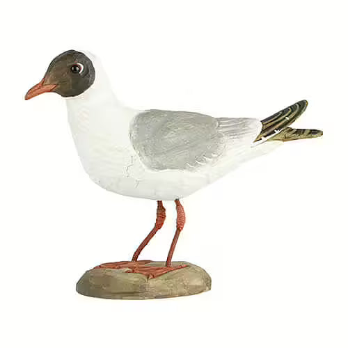 Blackheaded Gull