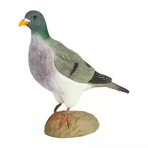 Stock Dove