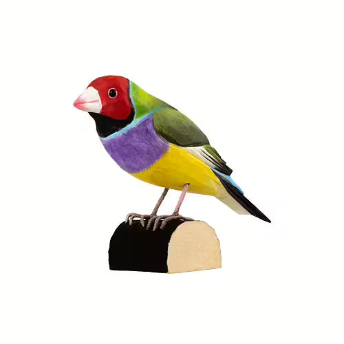 Gouldian Finch