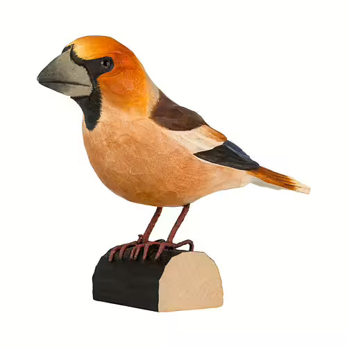Hawfinch