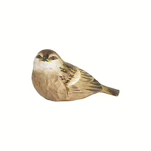 House Sparrow Chick