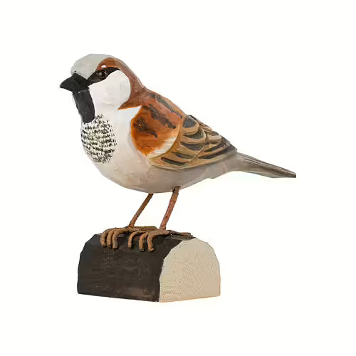 House Sparrow