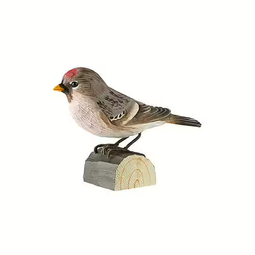 Redpoll
