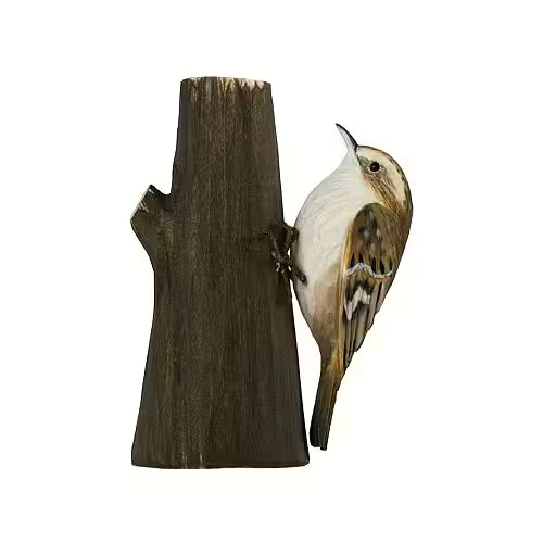 Common Treecreeper