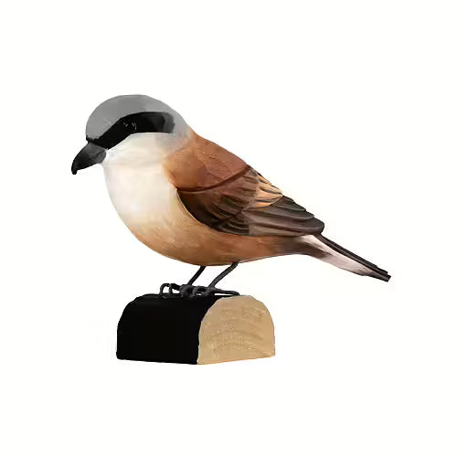 Red-Backed Shrike