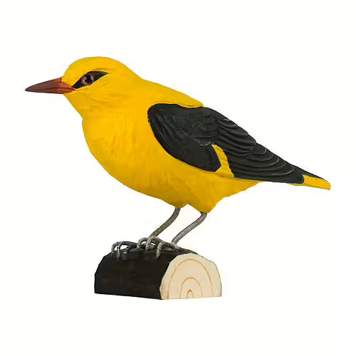 Golden Oriole