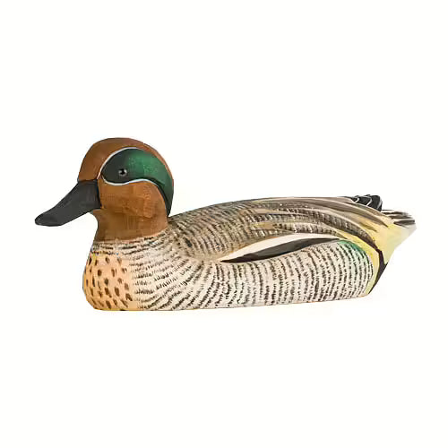 Eurasian Teal