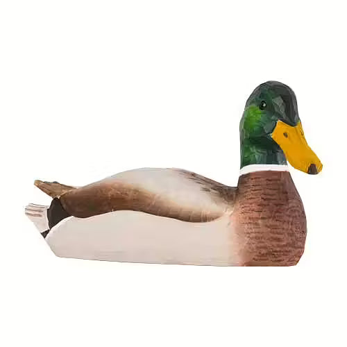 Mallard Drake