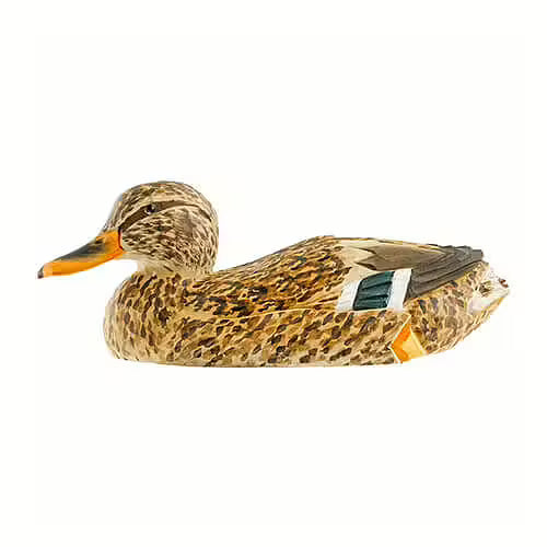 Mallard Hen